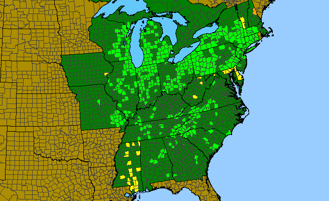 The range of Solidago patula
